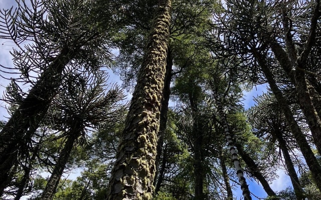 Parque Nacional Villarrica Sur