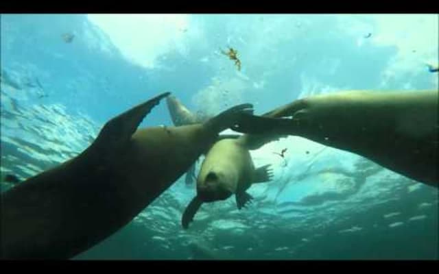 Sea Lions Dive + Ship Wreck