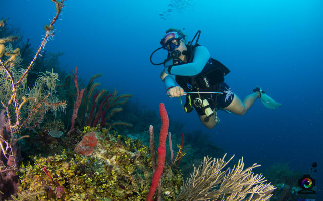 Half-Day Dive Trip