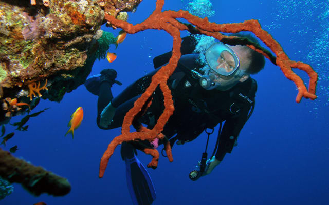 4 Dives by Boat or by Shore