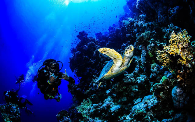 Night dive or early morning dive