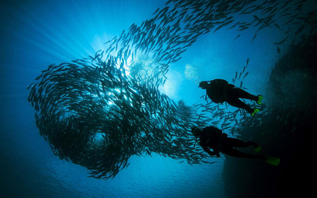 Discover Scuba Diving