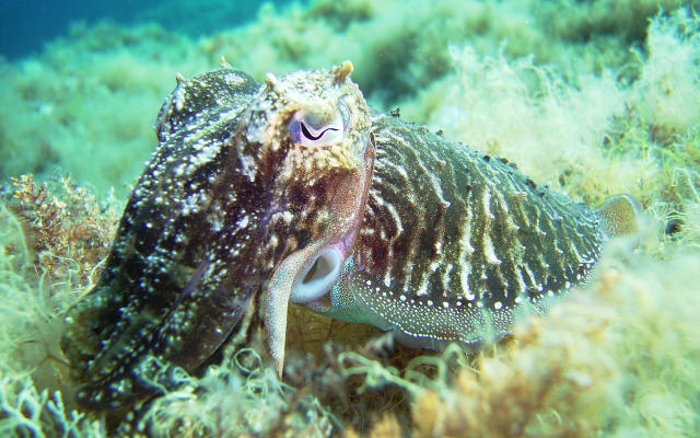 Discover Scuba Diving