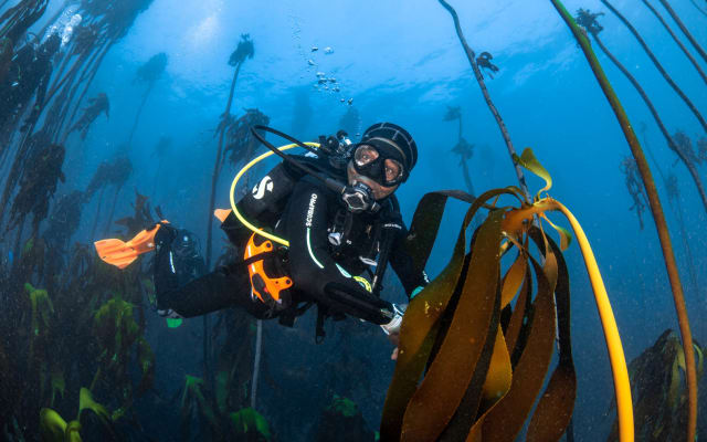 Shore Dives (includes 2 dives and cylinders)
