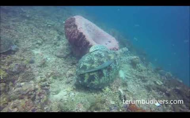 Half-Day Dive Trip