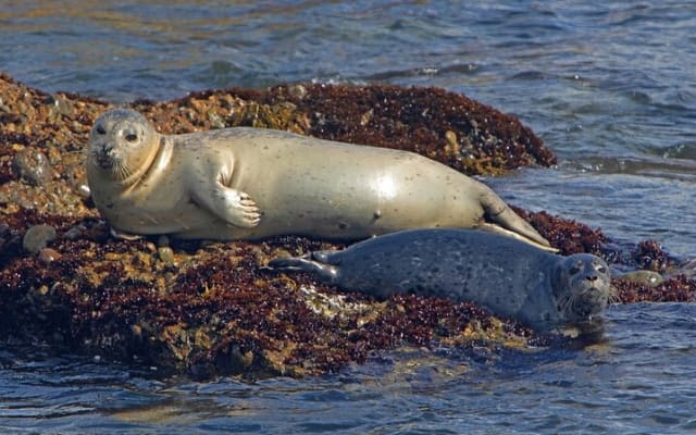 New York City Sightseeing and Seals Boat Tour