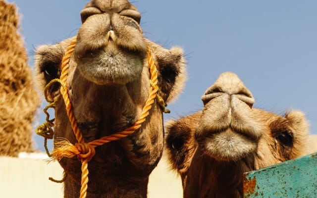 Private Day Tour to Camel Market of Birqash In Cairo