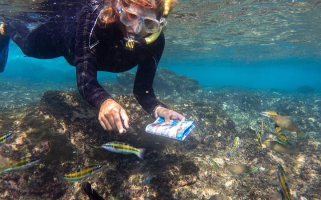 Guided Snorkeling Experience