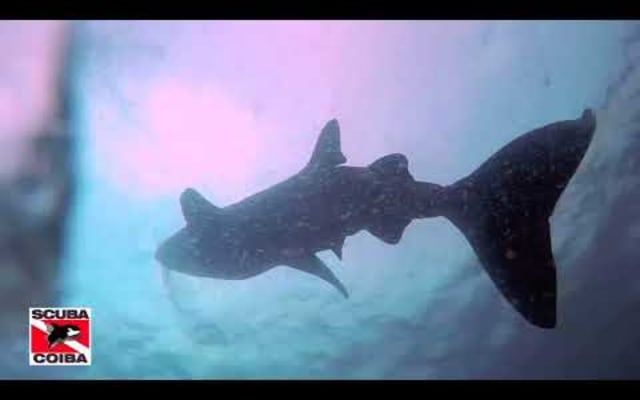 Full-Day Dive Trip - Dive into a UNESCO World Heritage Site