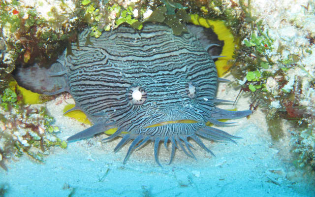 PADI Discover Scuba Diving