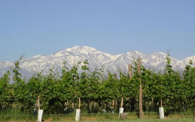 Mendoza, Vinos y Sabores de Maipú - Medio completo