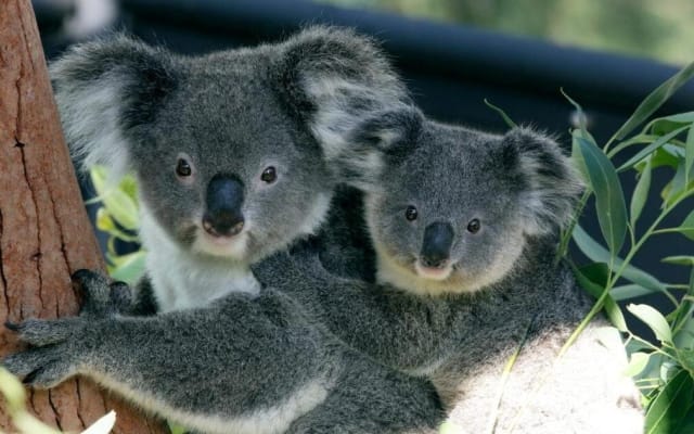 Sydney Harbour Cruise with Taronga Zoo Entry