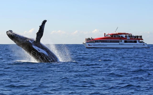 Sydney Whale Watching Cruise