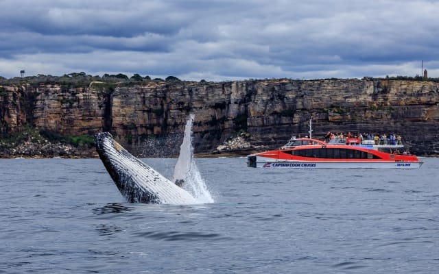 Sydney Whale Watching & Harbour Cruise