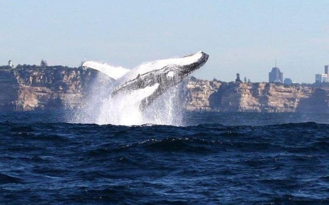 Sydney Harbour Whale Watching & Zoo Combo