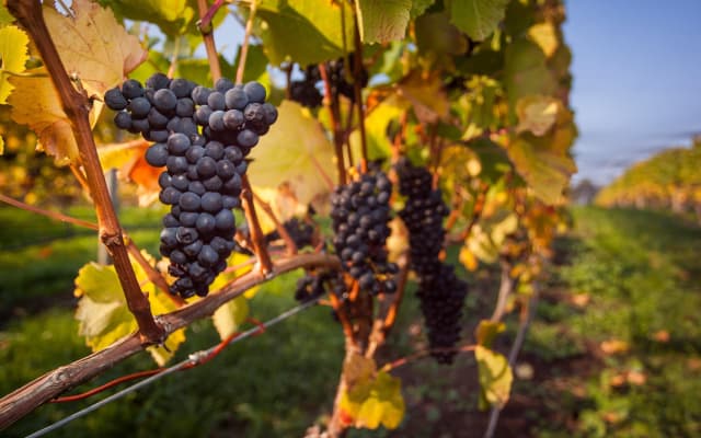Huon Valley Wine & Farm Gate Tour