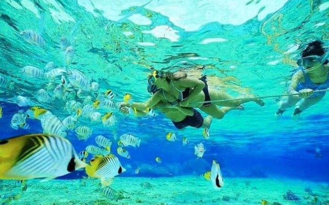 Punta Cana Shark & Ray Snorkeling Adventure