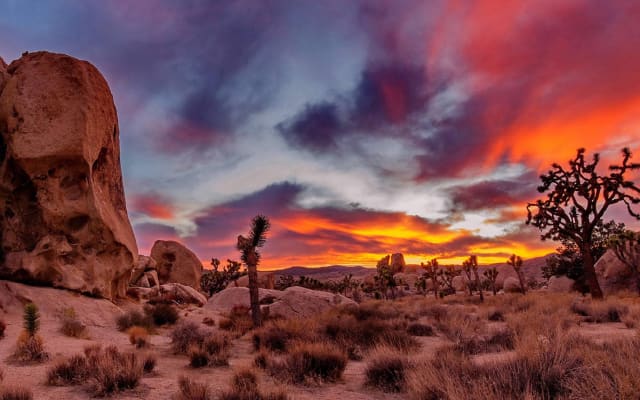 Joshua Tree & Nixon Library Day Tour