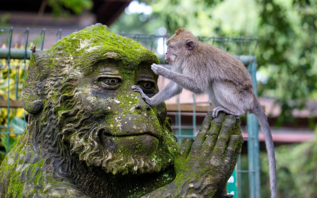 Ubud Monkey Forest & Heron Colony Tour