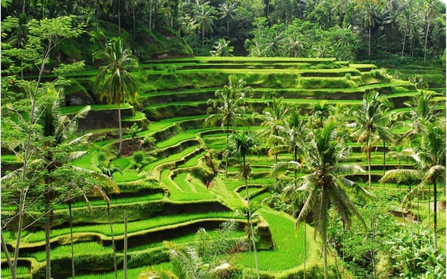 Discover Ubud: 2-Day Private Tour