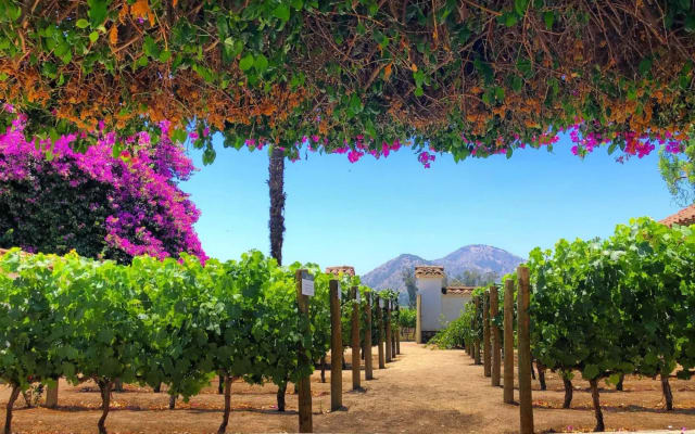 Viña Santa Rita Bike & Wine Tour