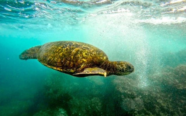 Guided Snorkel Tour with Turtles in San Juan