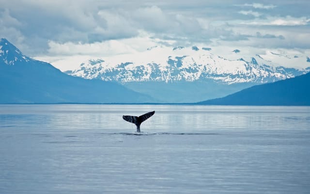 Juneau Wildlife Whale Watching Adventure