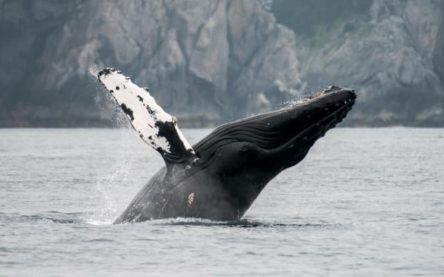 Juneau Wildlife Whale Watching & Mendenhall Glacier Tour