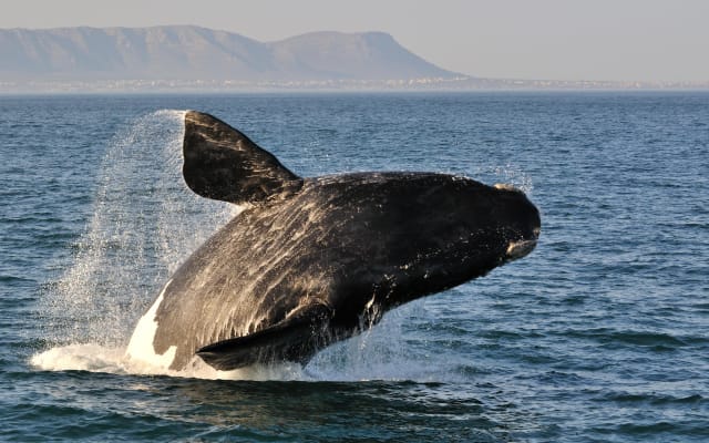 Hermanus Whale Watching Day Trip