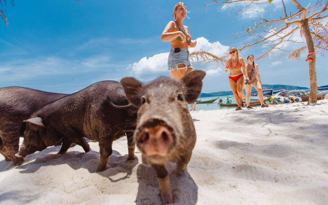 Pig Island Adventure: Kayaking & Snorkeling