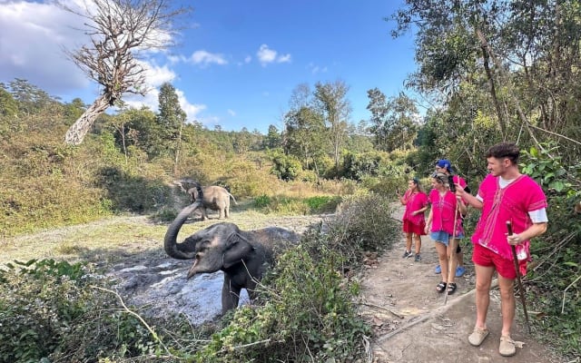 Elephant Watching & Thai Cooking Adventure