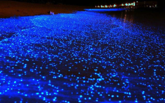 Bioluminescent Swimming Tour from Krabi