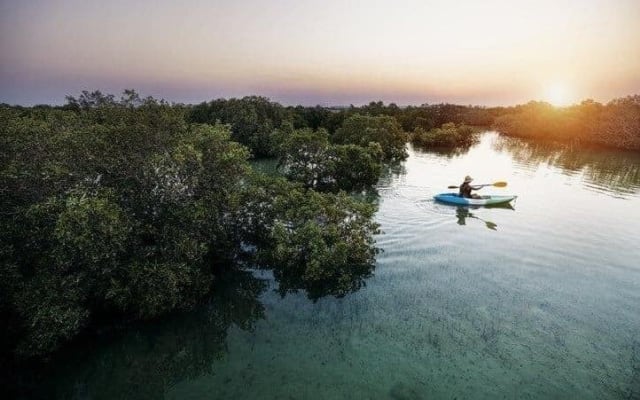 Al Thakira Mangrove Kayaking Adventure