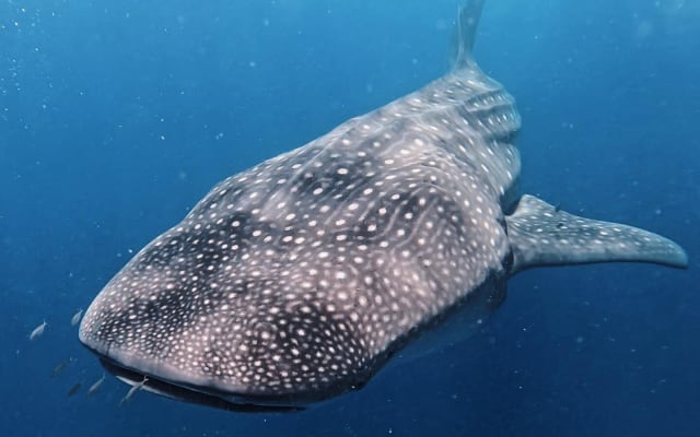 Private Whale Shark Adventure