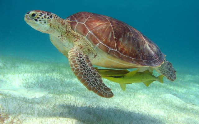 Sea Turtle & Cenote Snorkeling Adventure