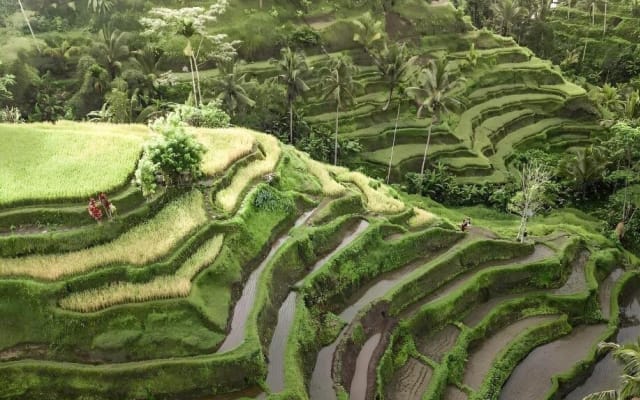 Bali Ubud Highlights Tour