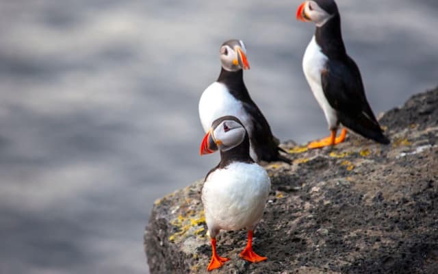 Vestmannaeyjar Puffins Volcanoes Tour