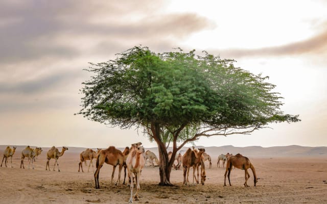 Mleiha Archaeological Desert Safari