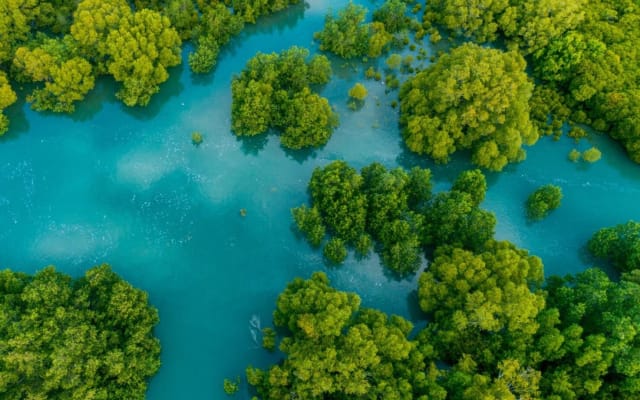 Damas Island Mangrove Boat Tour