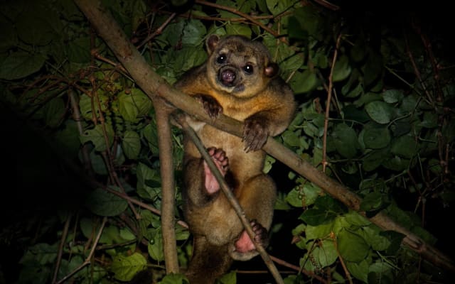 Night Mangrove Safari Boat Tour with Dinner