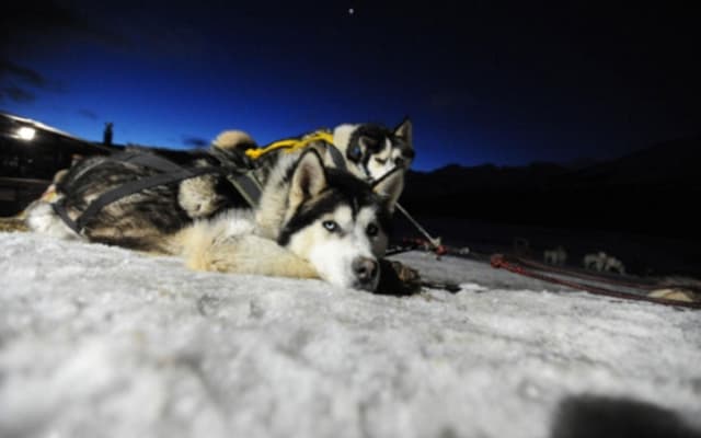 Snow & Fire: Dog Sled and Snowshoe By Night