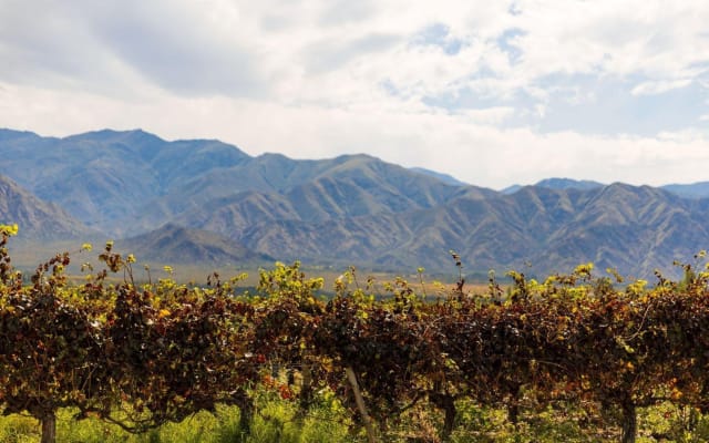 Calchaquí Valley Winery Tour