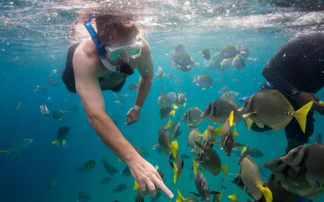 Pelican Rock Snorkel Tour