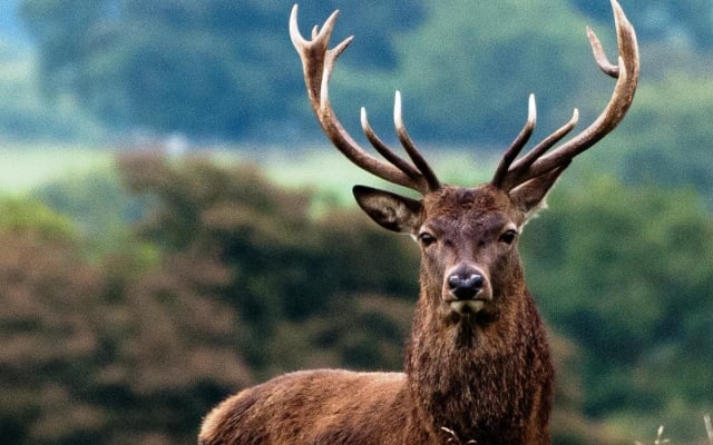 Connemara Red Deer Safari