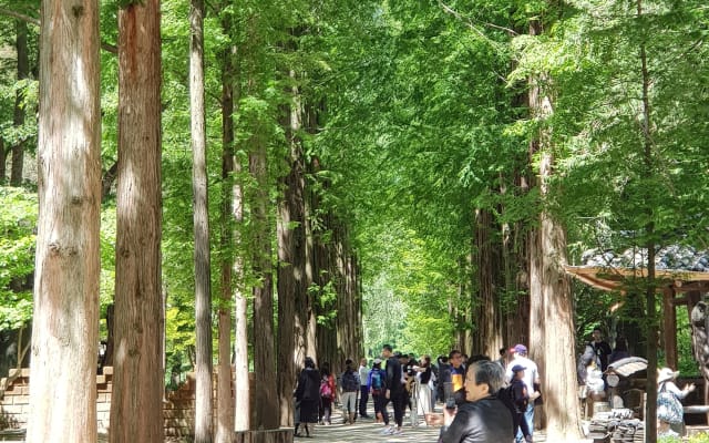 Nami Island & Petite France Tour