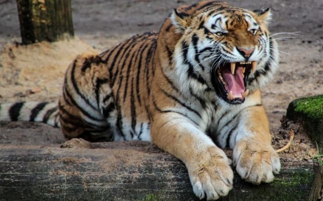 Golden Triangle & Ranthambore Safari Tour
