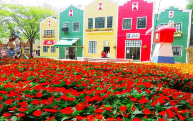 Holambra: Flowers & Windmill Tour