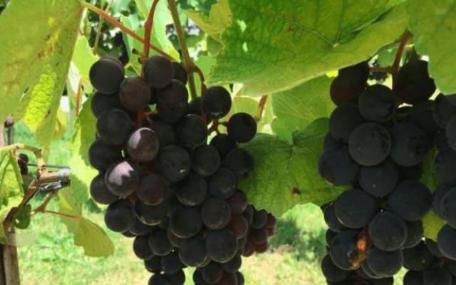Sao Roque Private Wineries Tour