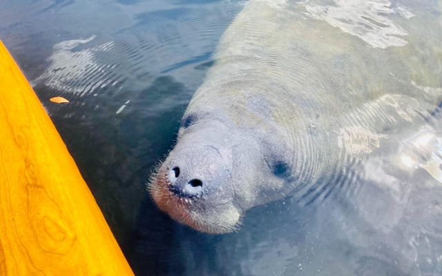 Sarasota Dolphin & Manatee Adventure