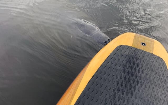 Dolphin and Manatee Adventure Tour in Naples